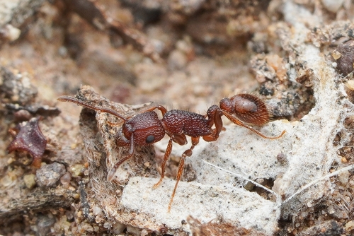 Tetramorium hispidum