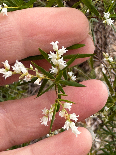 Leucopogon pimeleoides observed 2026-08-31
