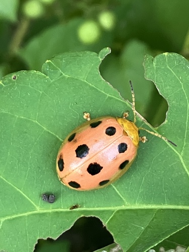Oides decempunctata