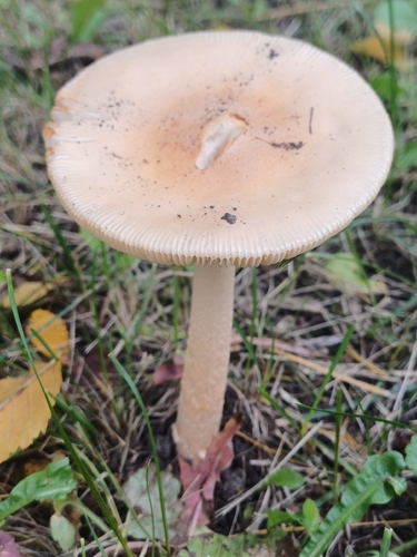 Amanita crocea — (c) open_a_ir, some rights reserved (CC BY)