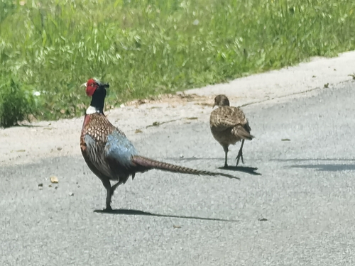 Ring-necked Pheasant