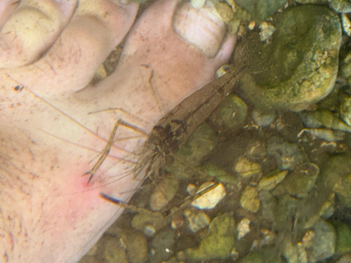 Macrobrachium australe observed 2026-08-31