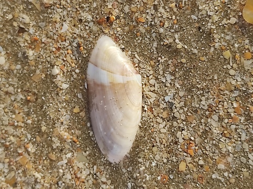 Donax variegatus, 2026-08-31