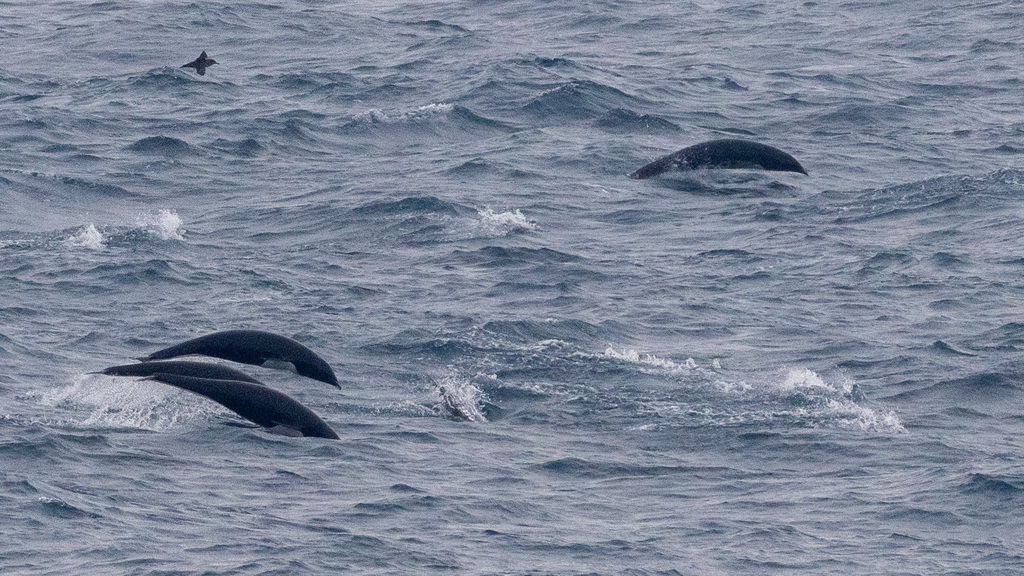 Several northern right whale dolphins surfacing in open sea