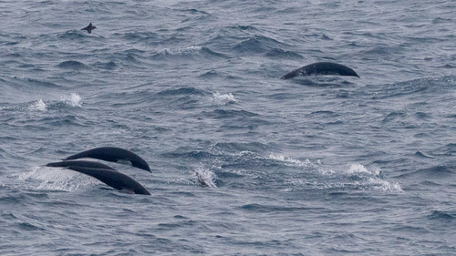 Northern Right Whale Dolphin