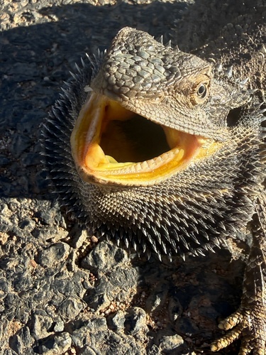 Eastern Bearded Dragon