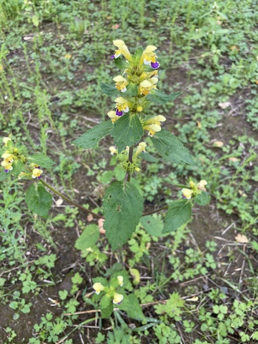 Large-flowered Hemp-nettle
