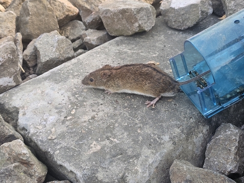 Striped Field Mouse