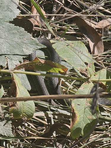 grass snake
