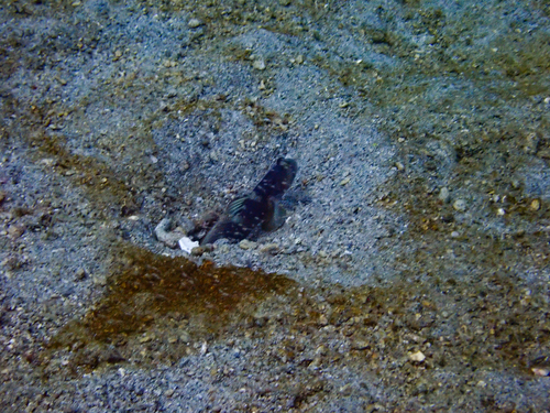 Cryptocentrus fasciatus observed 2026-08-31