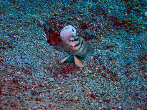 Amblyeleotris diagonalis observed 2026-08-31