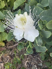 Capparis sandwichiana