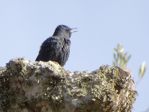 Blue Rock-Thrush