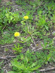 Taraxacum officinale