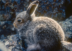 Lepus arcticus