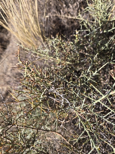 Genista scorpius, photograph 1