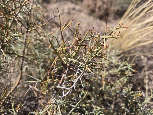 Genista scorpius, photograph 2