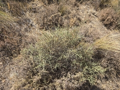 Genista scorpius, photograph (c) Gonzalo Ganda Álvarez, some rights reserved (CC BY)