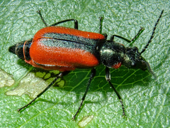 Malachius rubidus