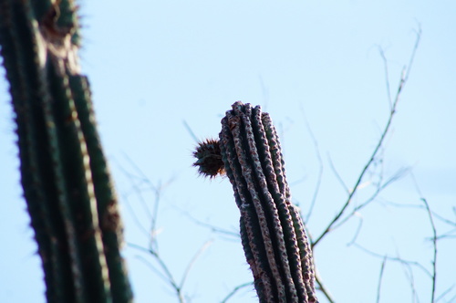 Cardón (Pachycereus pecten-aboriginum)