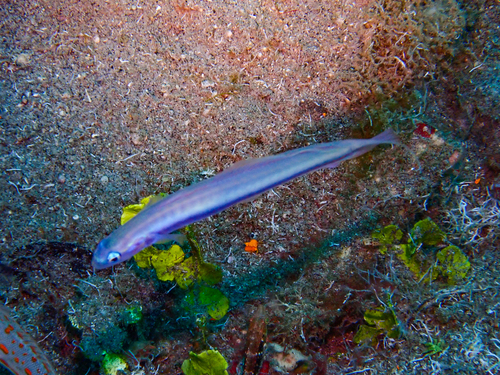 Ptereleotris hanae observed 2026-08-31