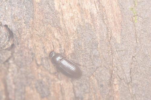 Alphitobius laevigatus observed 2026-08-30