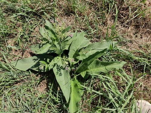 common comfrey