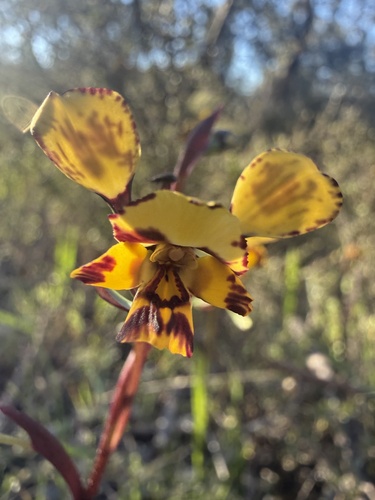 Leopard Orchid
