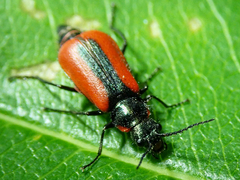 Malachius rubidus