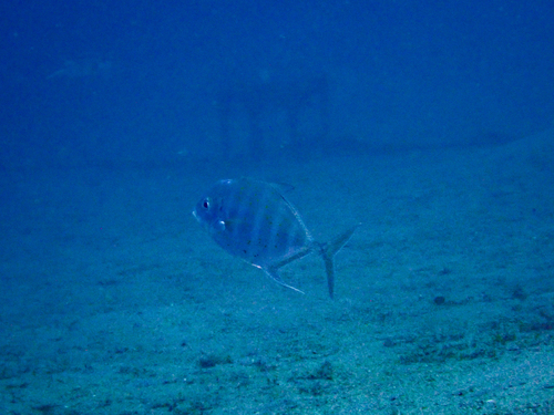 Carangoides coeruleopinnatus observed 2026-08-31