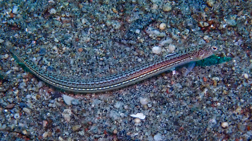 Trichonotus observed 2026-08-31