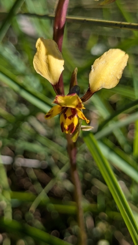 Leopard Orchid