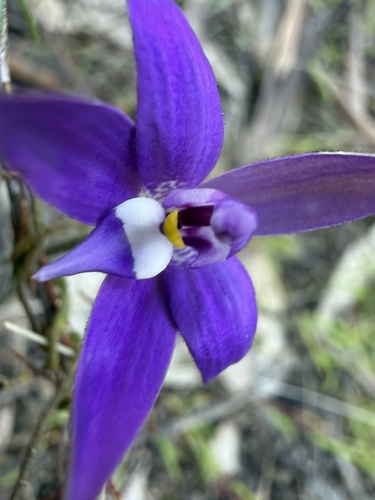 Waxlip Orchid