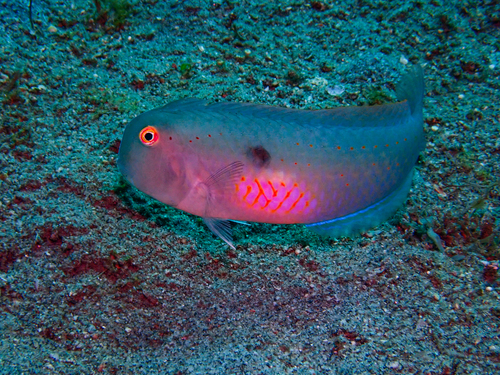 Iniistius pentadactylus observed 2026-08-31