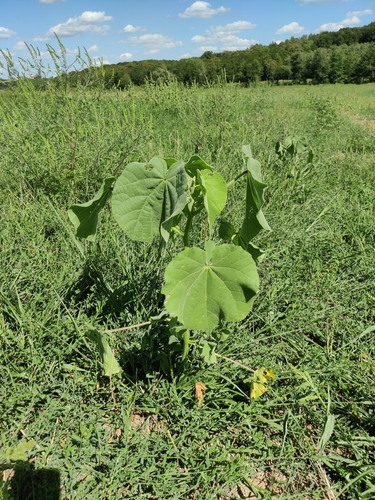 velvetleaf