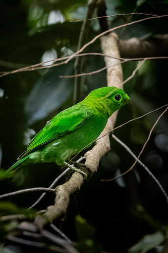 Calyptomena viridis observed 2026-08-31