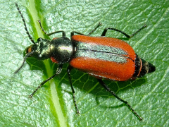 Malachius rubidus