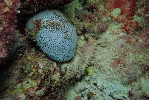 Goniopora pedunculata observed 2026-08-30