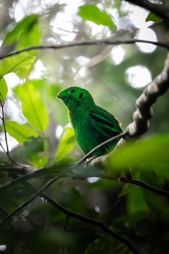 Calyptomena viridis observed 2026-08-31