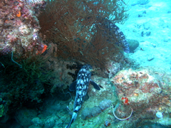 Epinephelus coeruleopunctatus