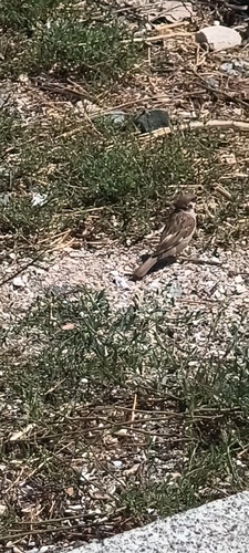 Eurasian Tree Sparrow