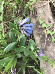 Mertensia oblongifolia