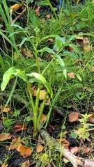 Sium latifolium, photograph (c) Анна Митрошенкова, some rights reserved (CC BY)