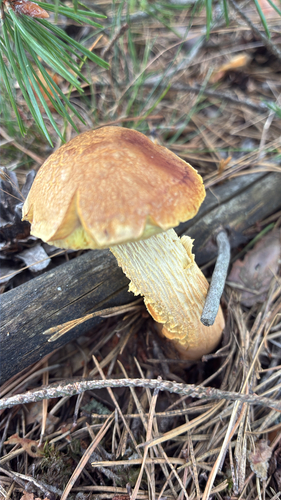 Aureoboletus projectellus