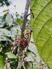 Insecta