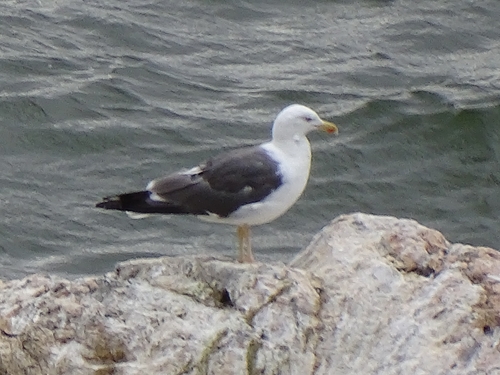 Lesser Black-backed Gull