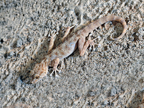 Algerian Fan-fingered Gecko