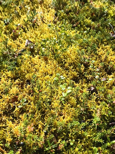 Red-stemmed Feather Moss