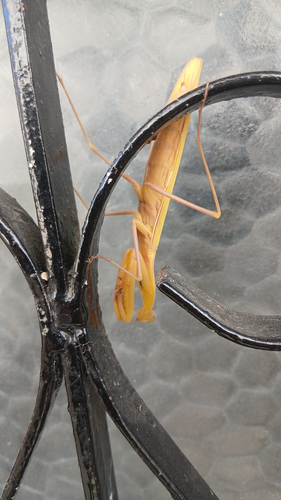 European Mantis