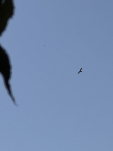 Western Marsh Harrier